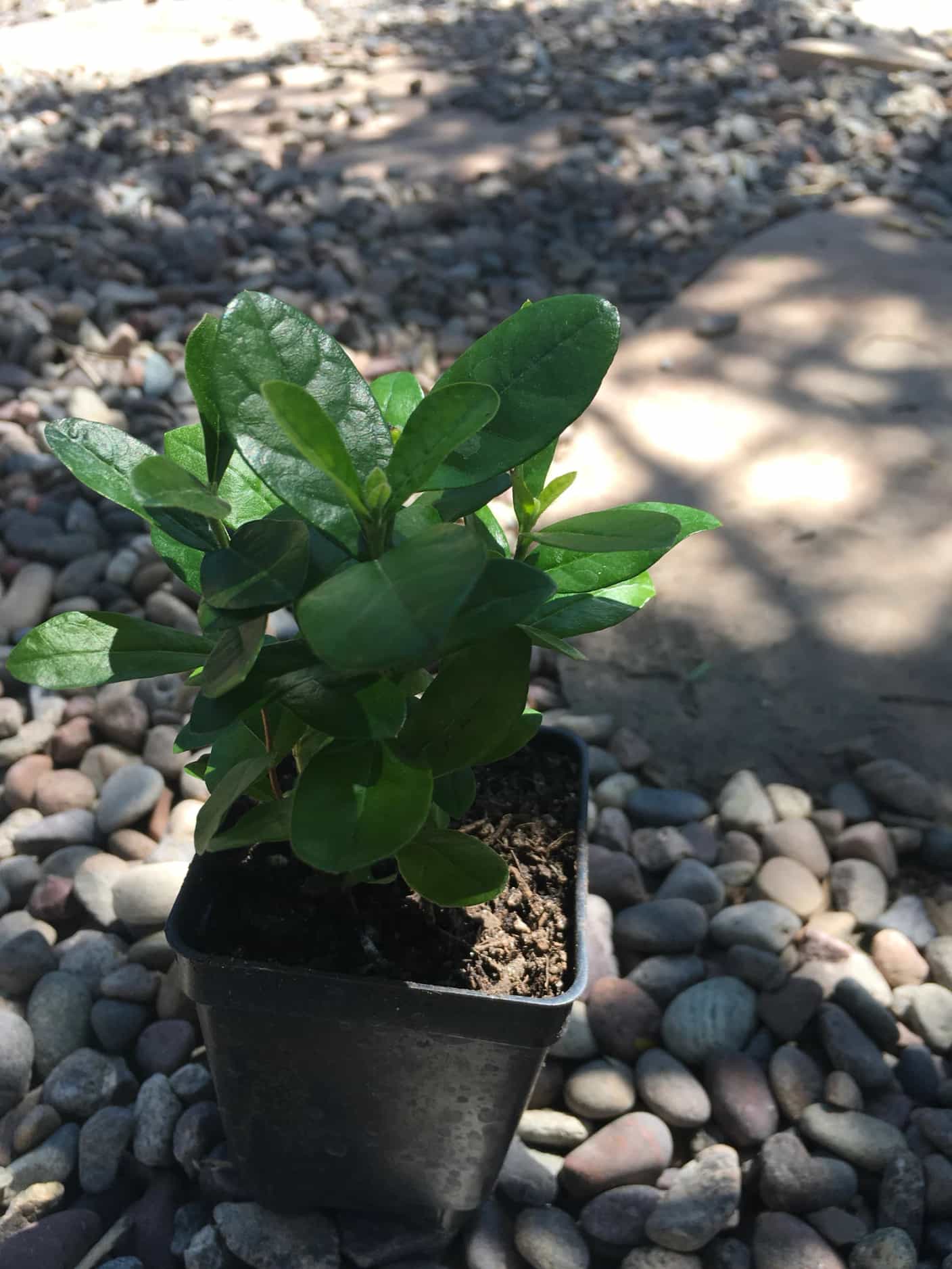 4 Pineapple Guava Plants Acca sellowiana Foraged