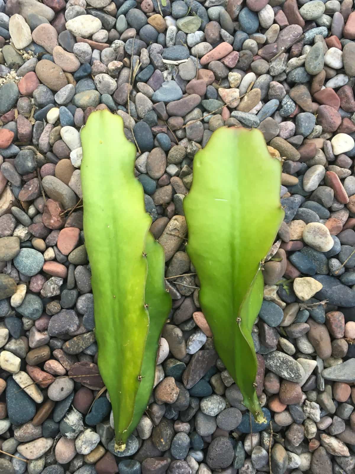 2 Halley’s Comet Dragon Fruit Cuttings - Buy Online | Foraged