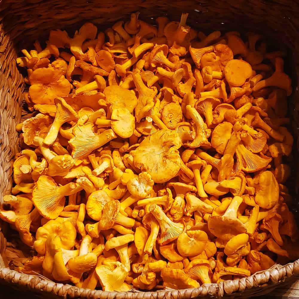 Dried Golden Chanterelles 1/4 Pound FREE SHIPPING INCLUDED! Foraged