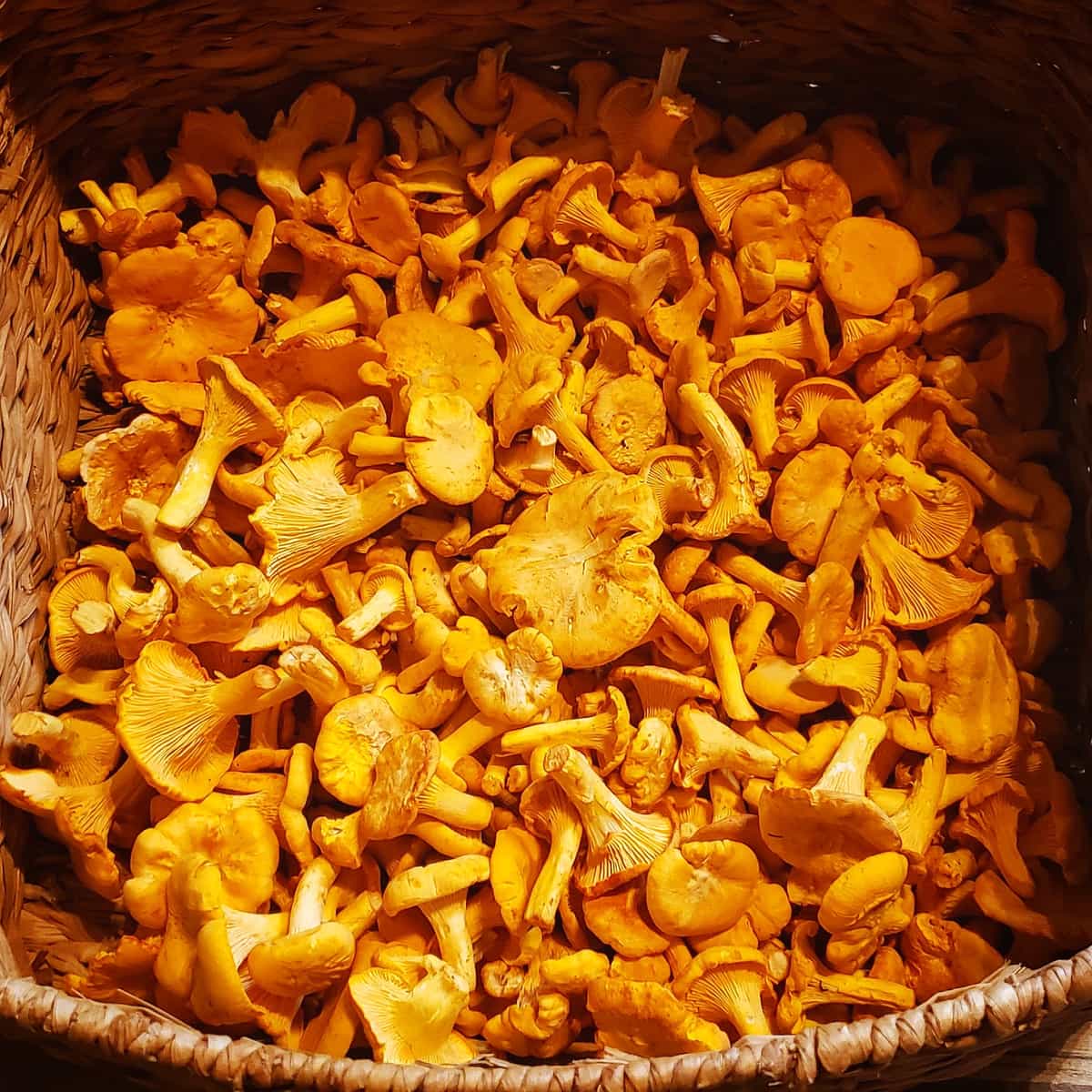 Dried Golden Chanterelles 1/4 Pound FREE SHIPPING INCLUDED! Foraged