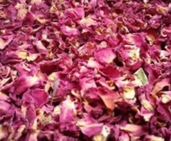 Wild Foraged Beach Rose Petals