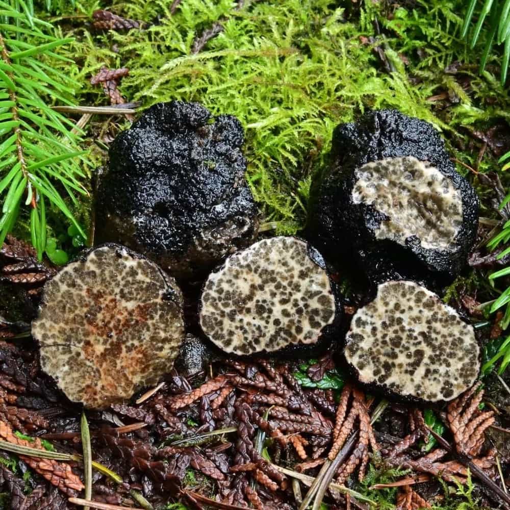 Washington Black Truffles (Leucangium Carthusianum) Extra Class Foraged