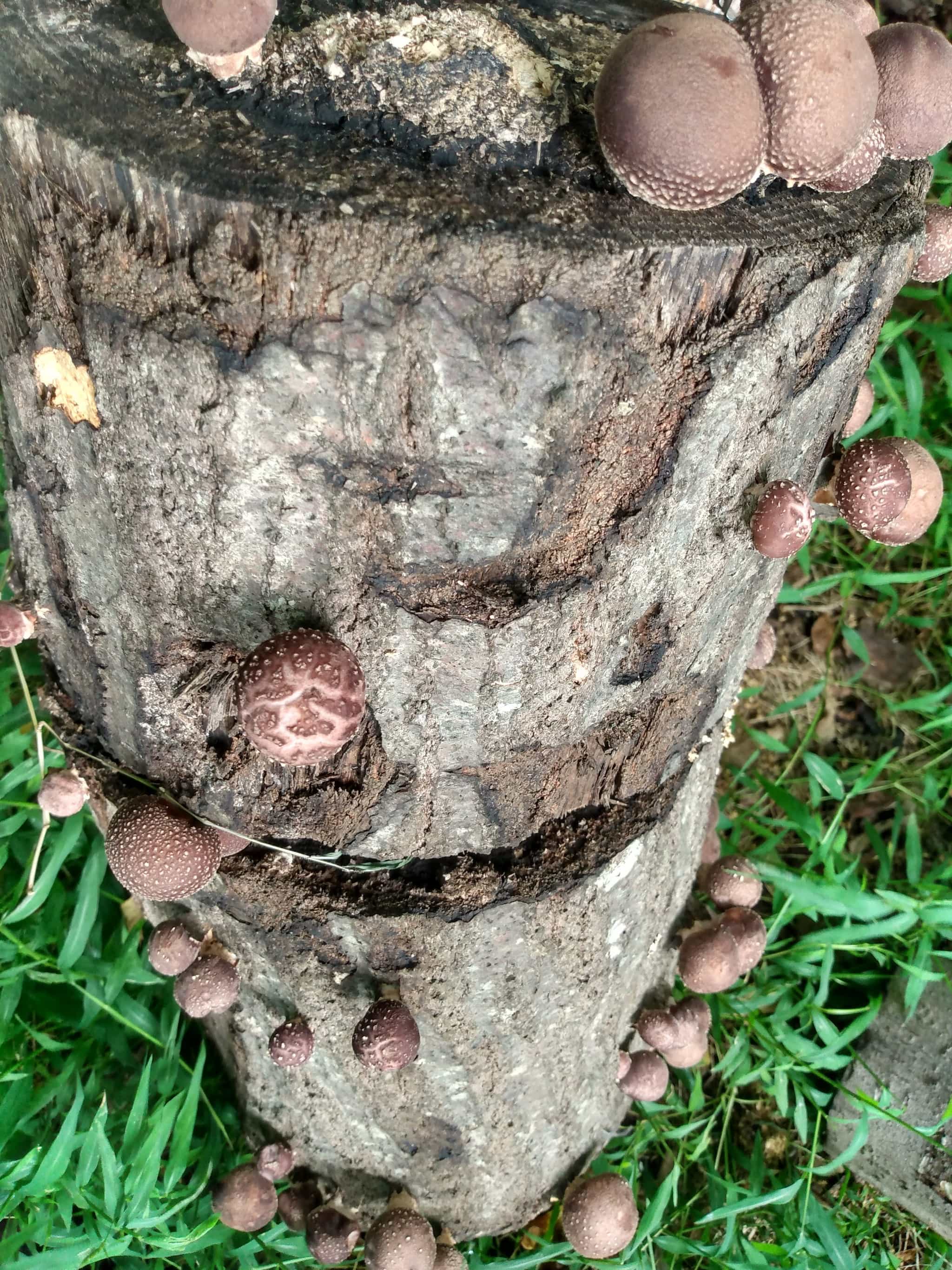 Ready to fruit Shiitake mushroom logs