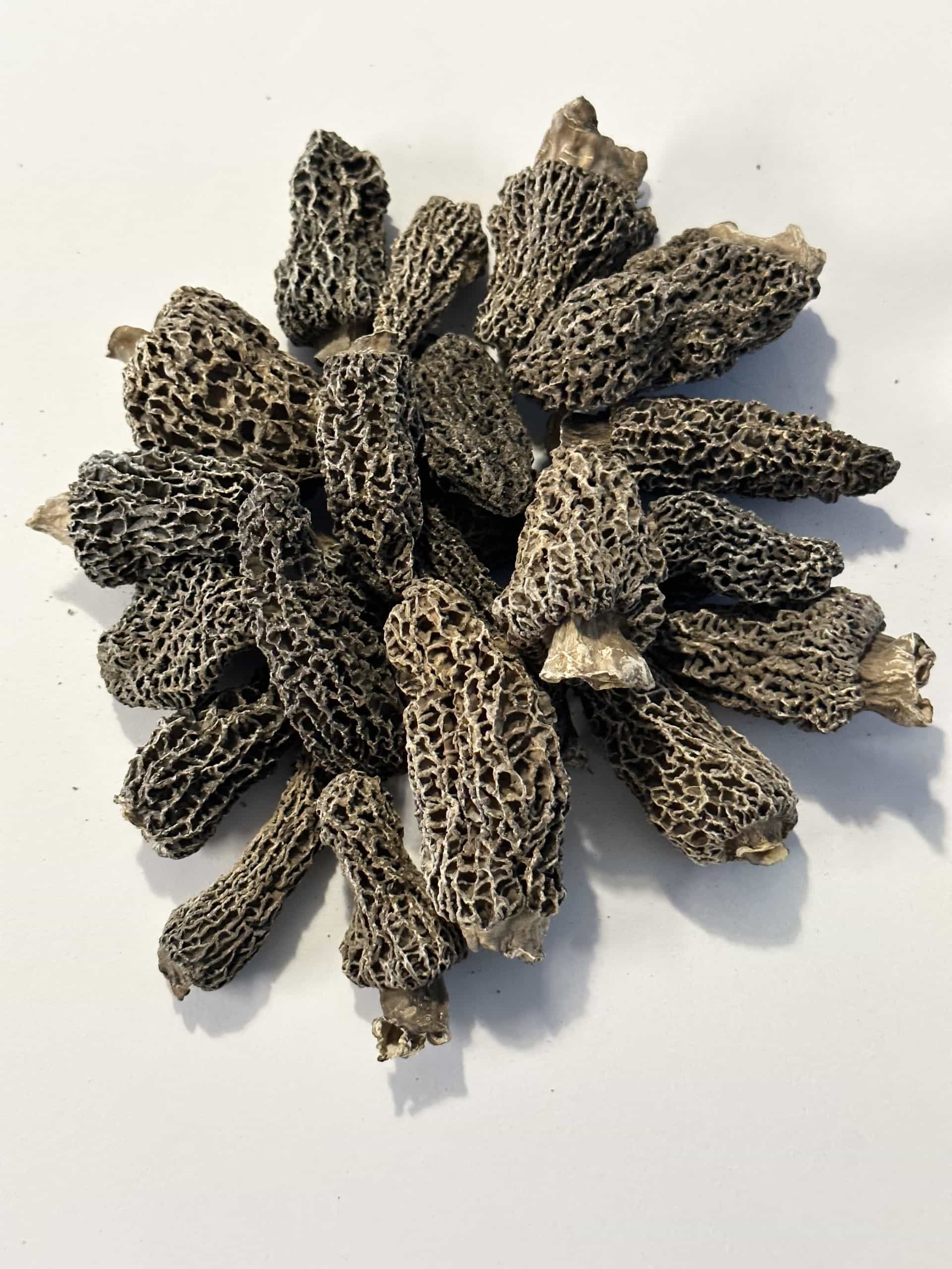 Dried Wild Morel Mushrooms
