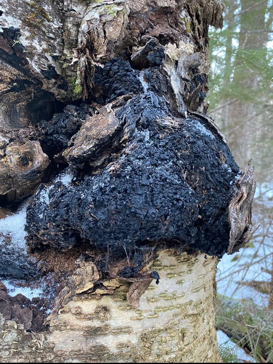 Wild Harvested Chaga Powder