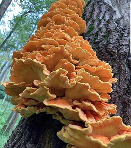 Fresh Wild Chicken of the Woods