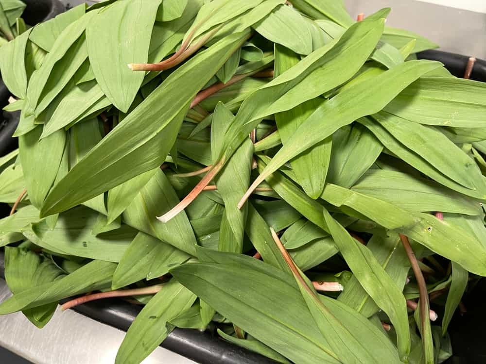 Sustainably Foraged Ramp Leaves Foraged
