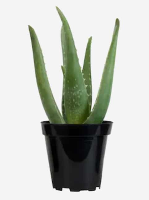 Alaska Grown Aloe Vera Plants