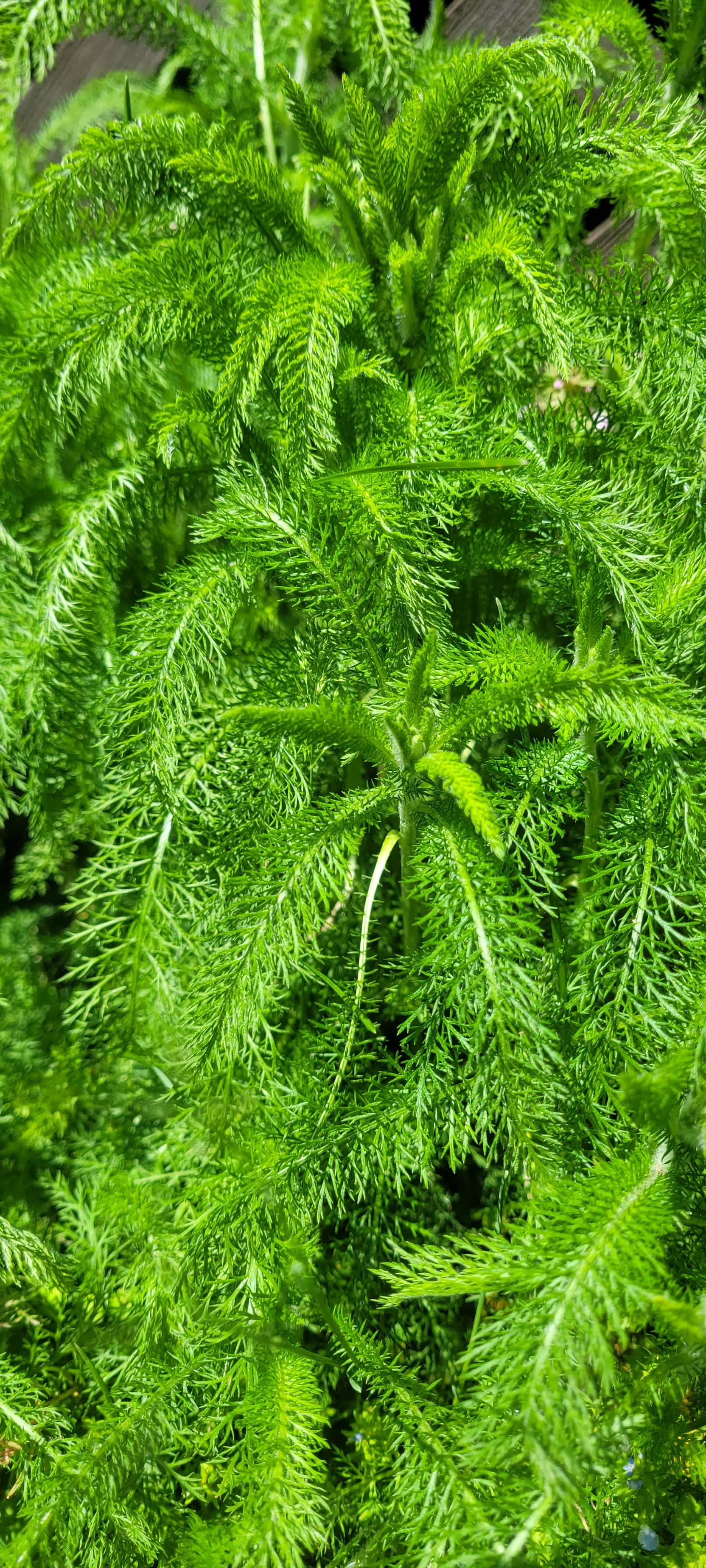 Yarrow