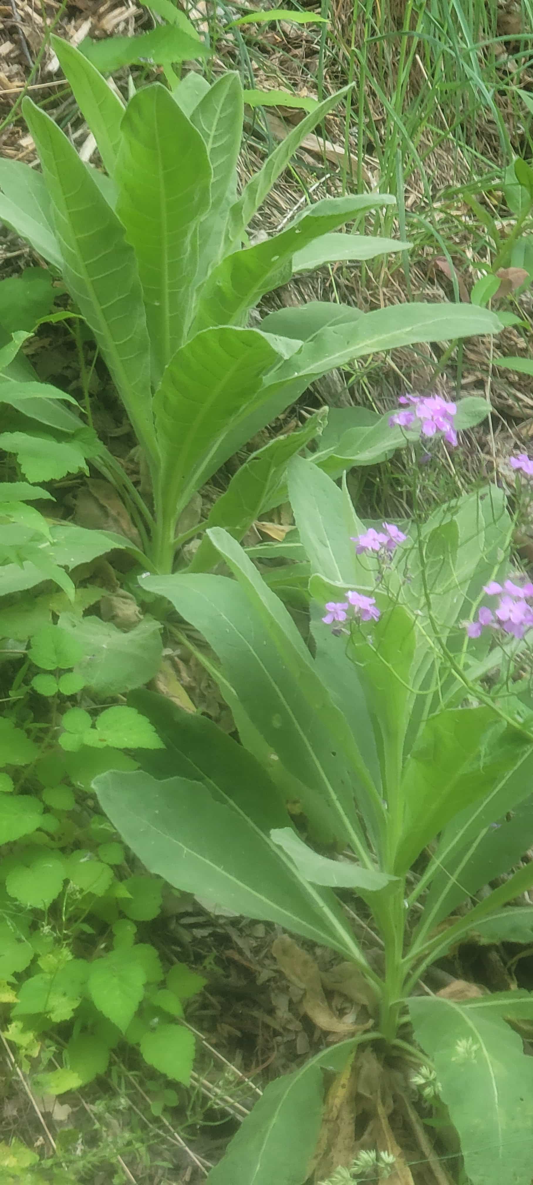 Mullein