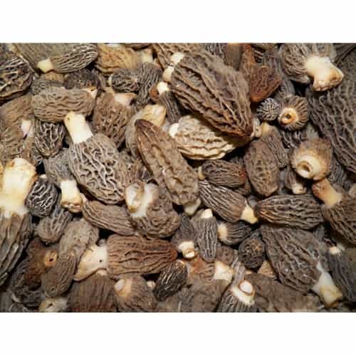 Fresh Wild Blonde Morel Mushrooms