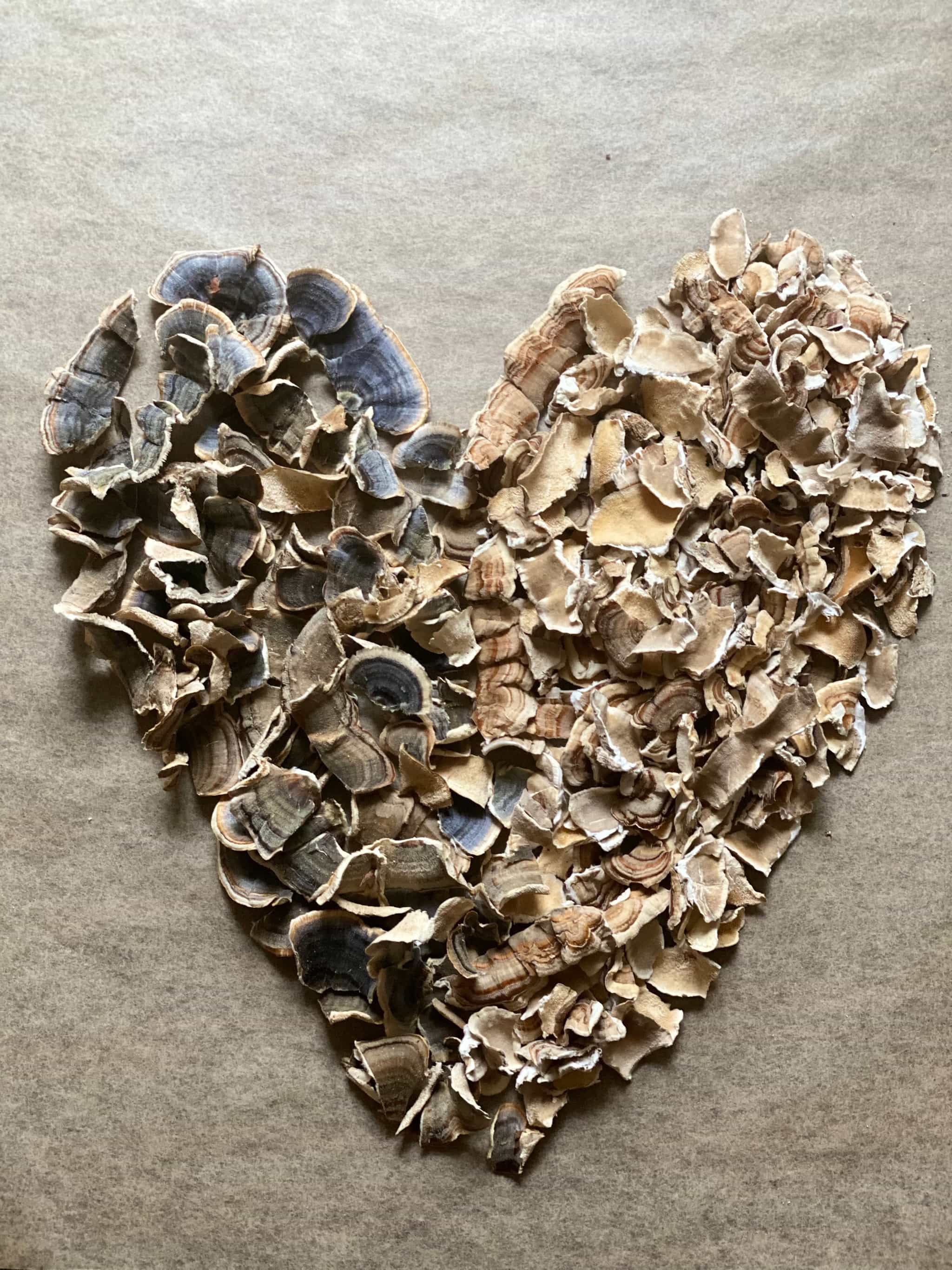 Wild Harvested Turkey Tail Medicinal/Culinary Powder