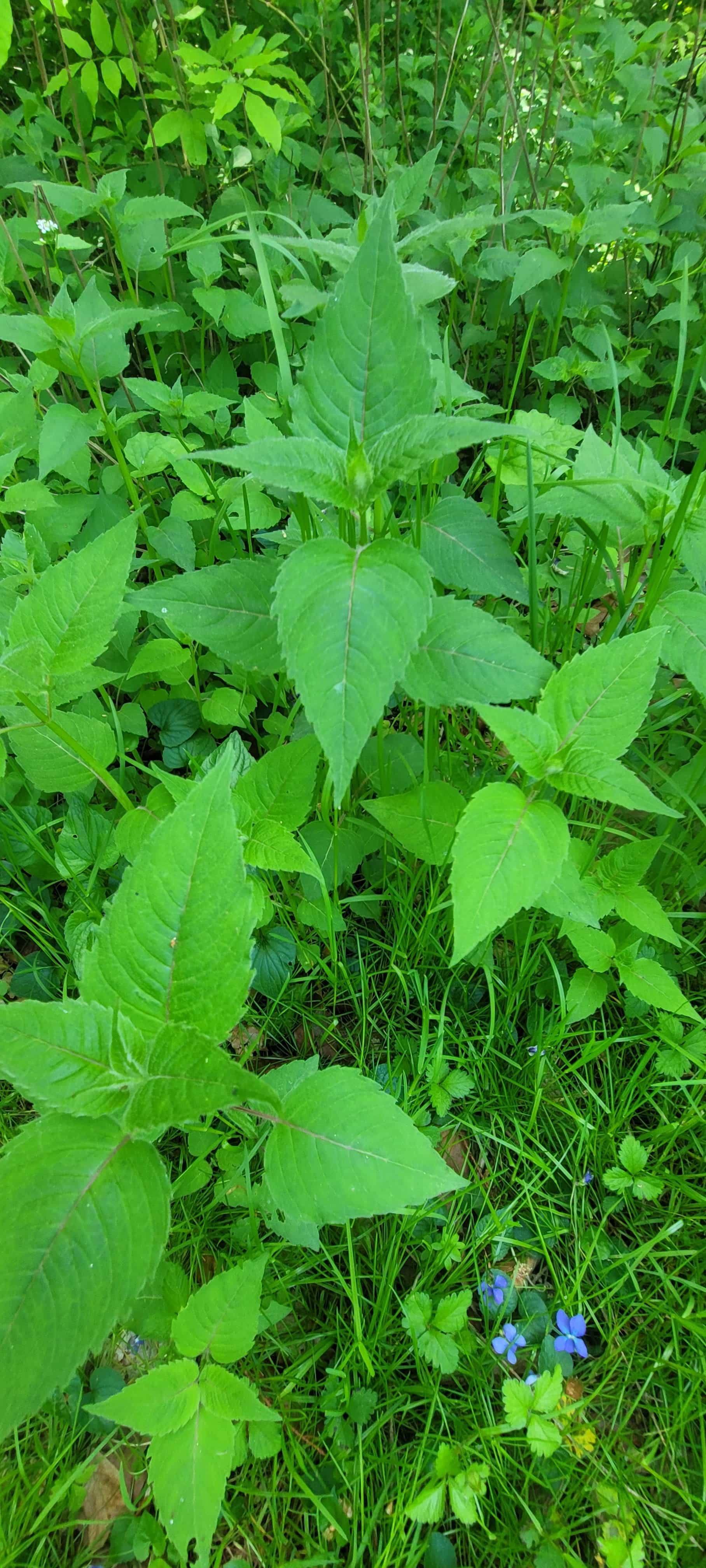 Bee balm
