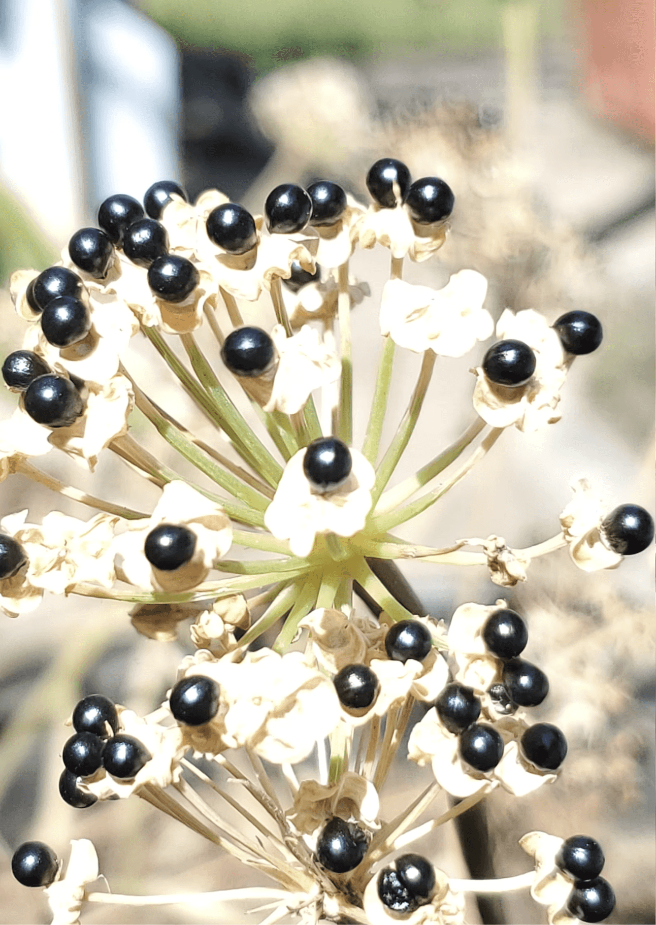 RAMP SEEDS Grow your Ramp Patches! Ethically and Sustainably harvested Wild Ramsons var Allium Tricoccum RAMPINI