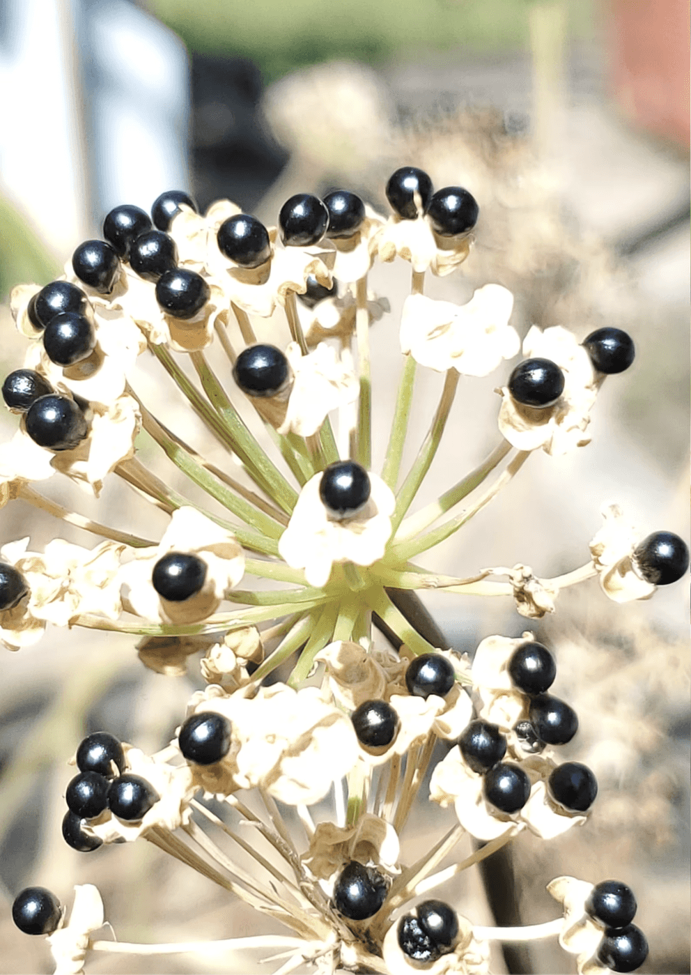 RAMP SEEDS Grow your Ramp Patches! Ethically and Sustainably harvested