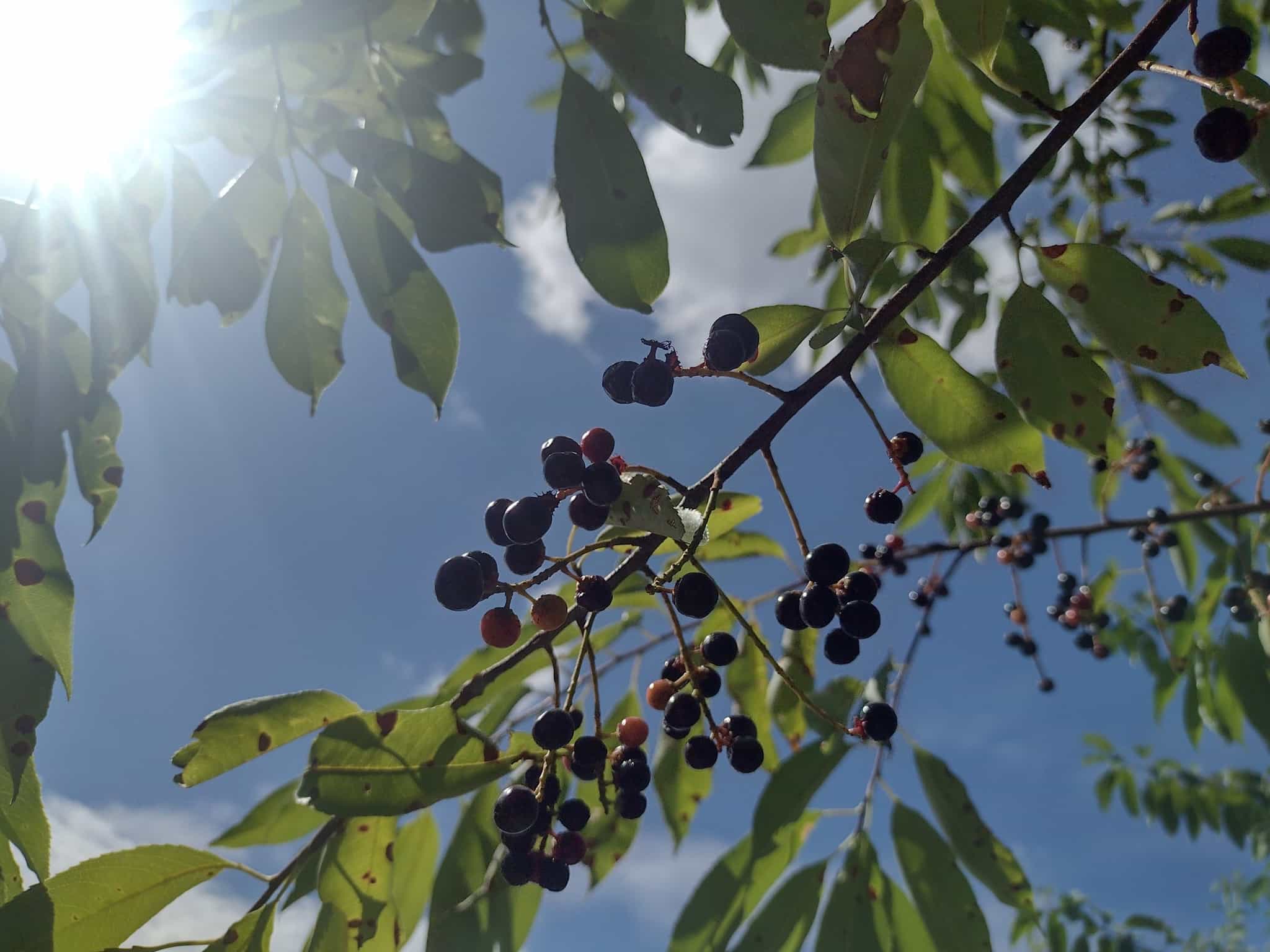 Wild Cherry Vinegar-12oz