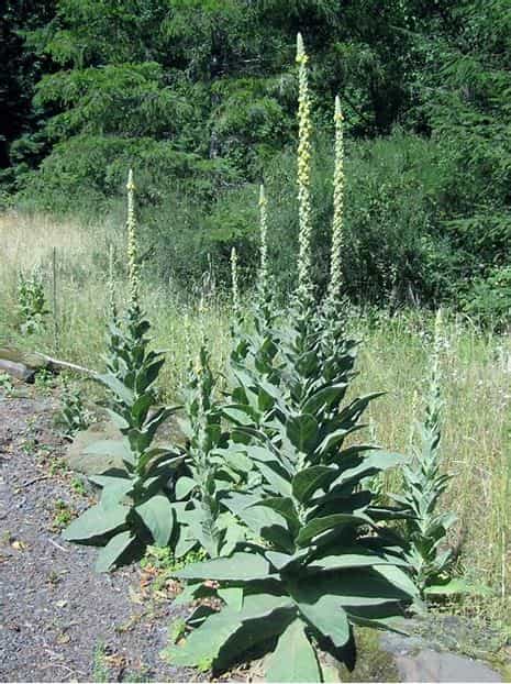 Wild Foraged Double Extracted Mullein Tincture