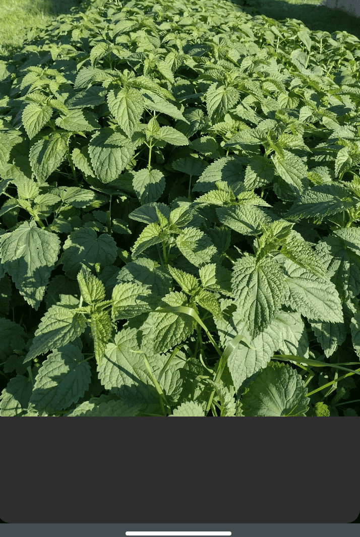 Stinging Nettle Rhizomes for Propogation