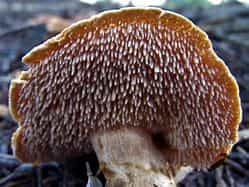 Terracotta Hedgehog Wild Foraged Dried Mushrooms