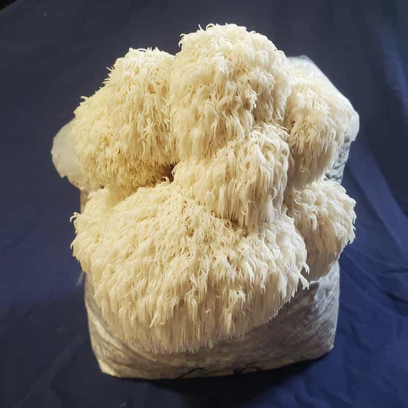 Product image #0