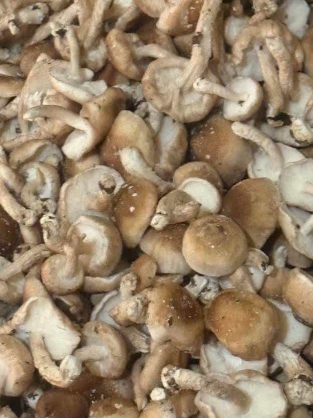 Product thumbnail #1