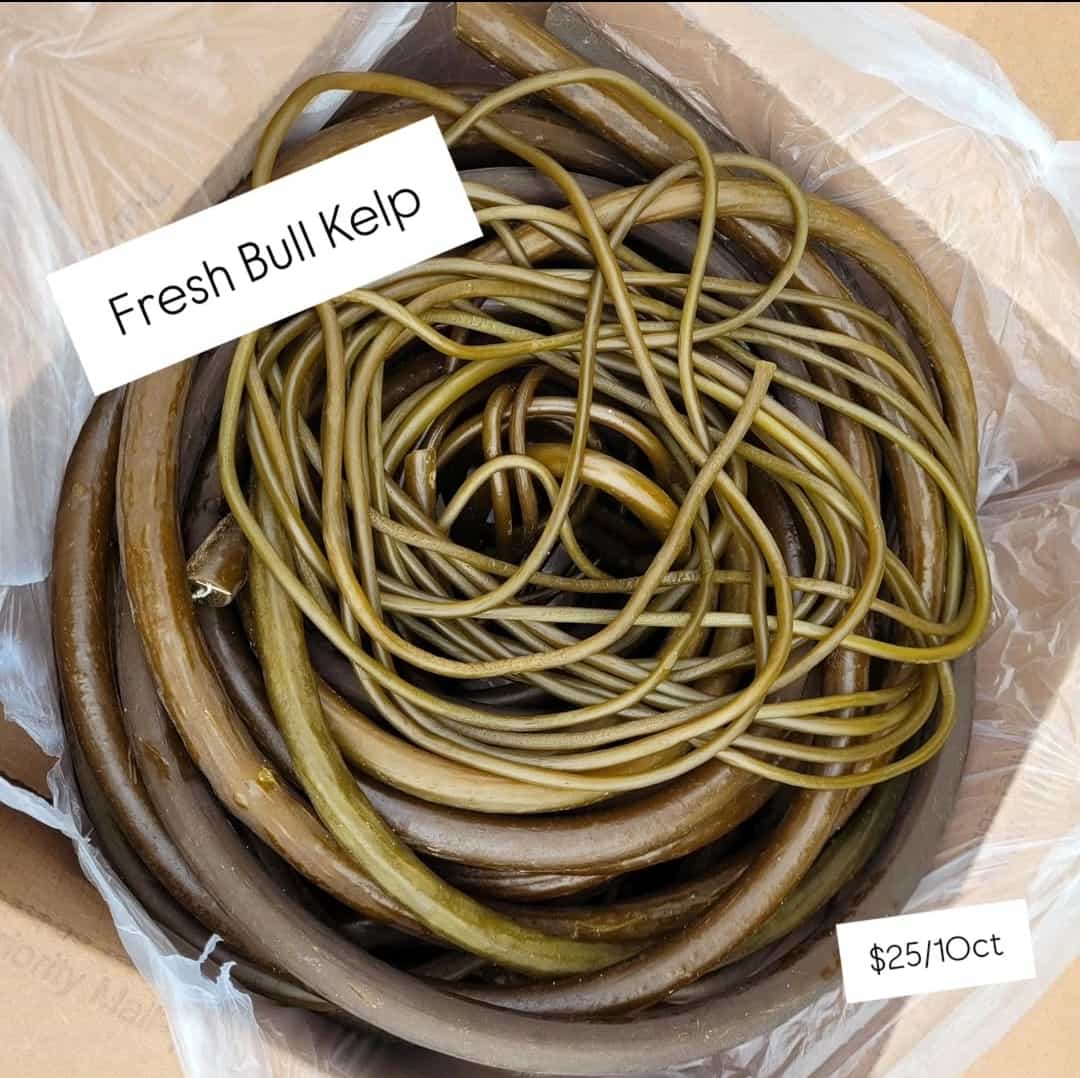Bull Kelp Whips (Stipe) (fresh)