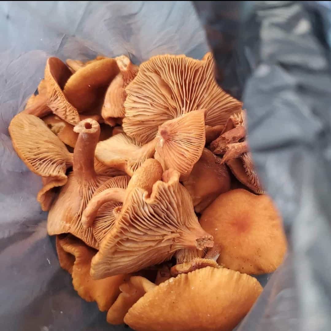 Product thumbnail #2