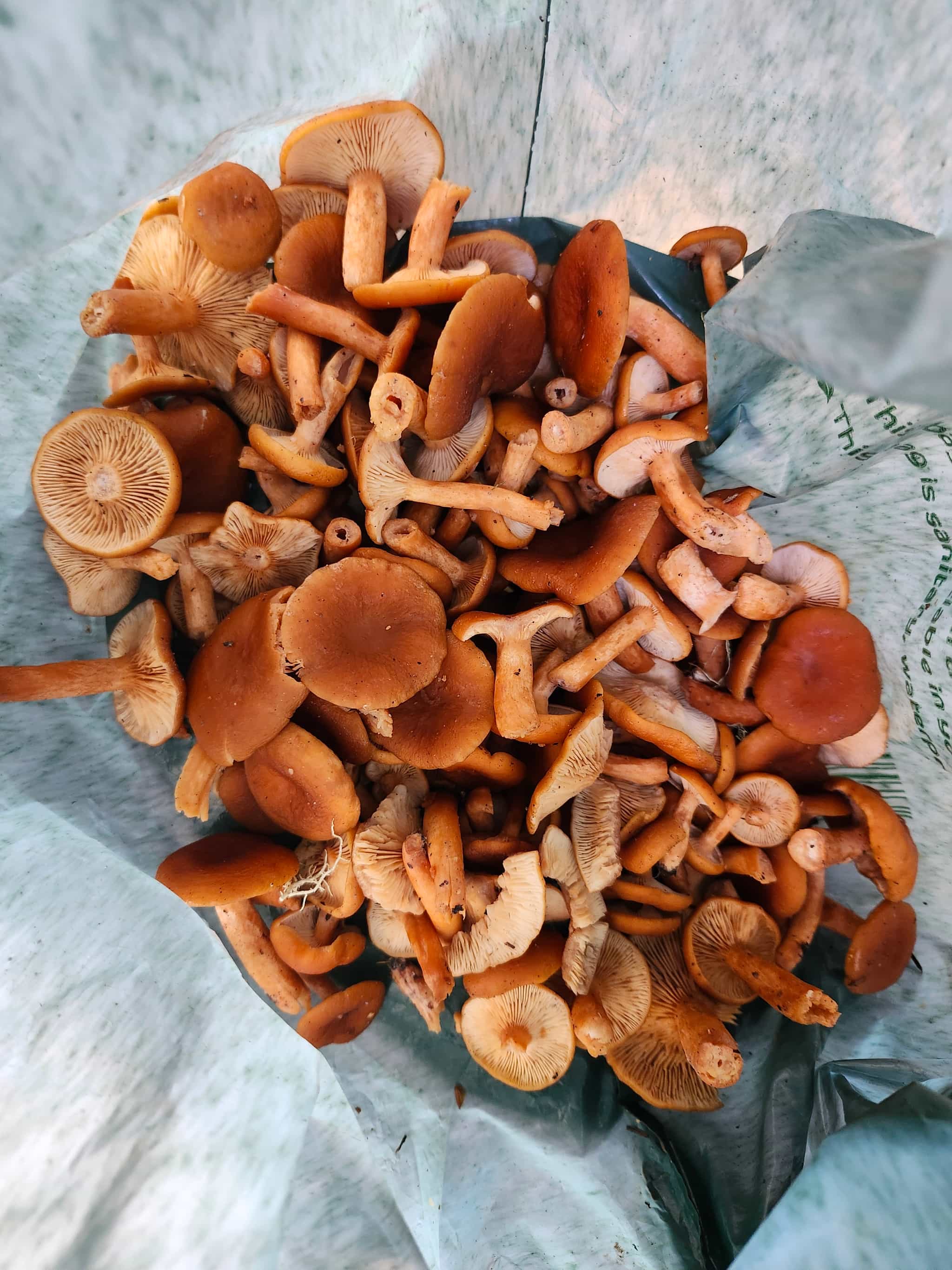 Product thumbnail #1