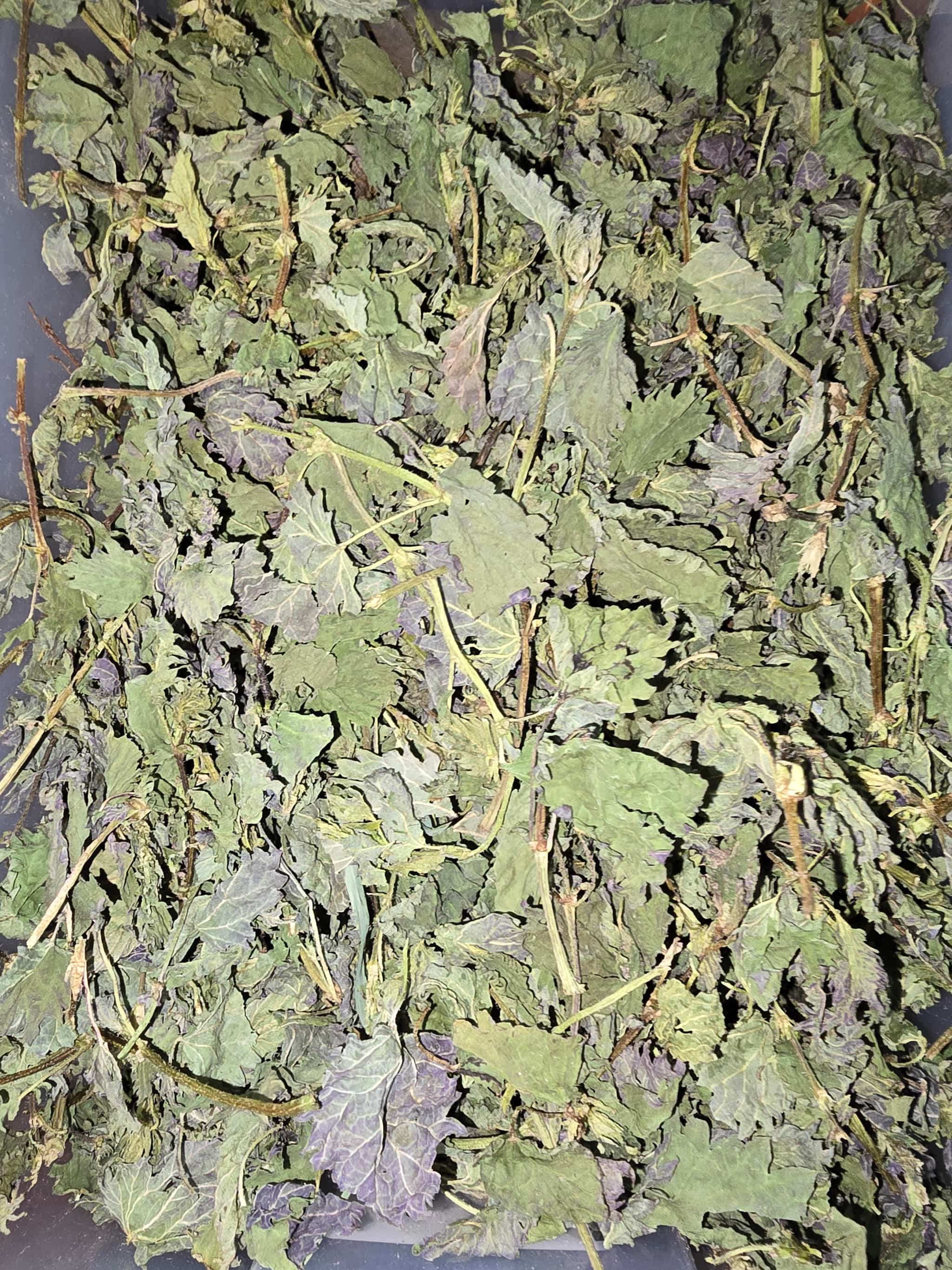 Dried Stinging Nettle
