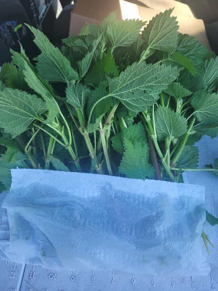 Product thumbnail #1