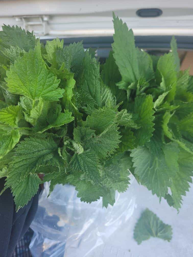 Product thumbnail #2