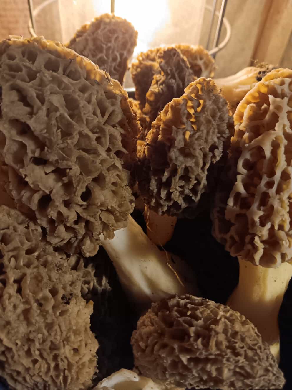 Fresh picked Morels Foraged