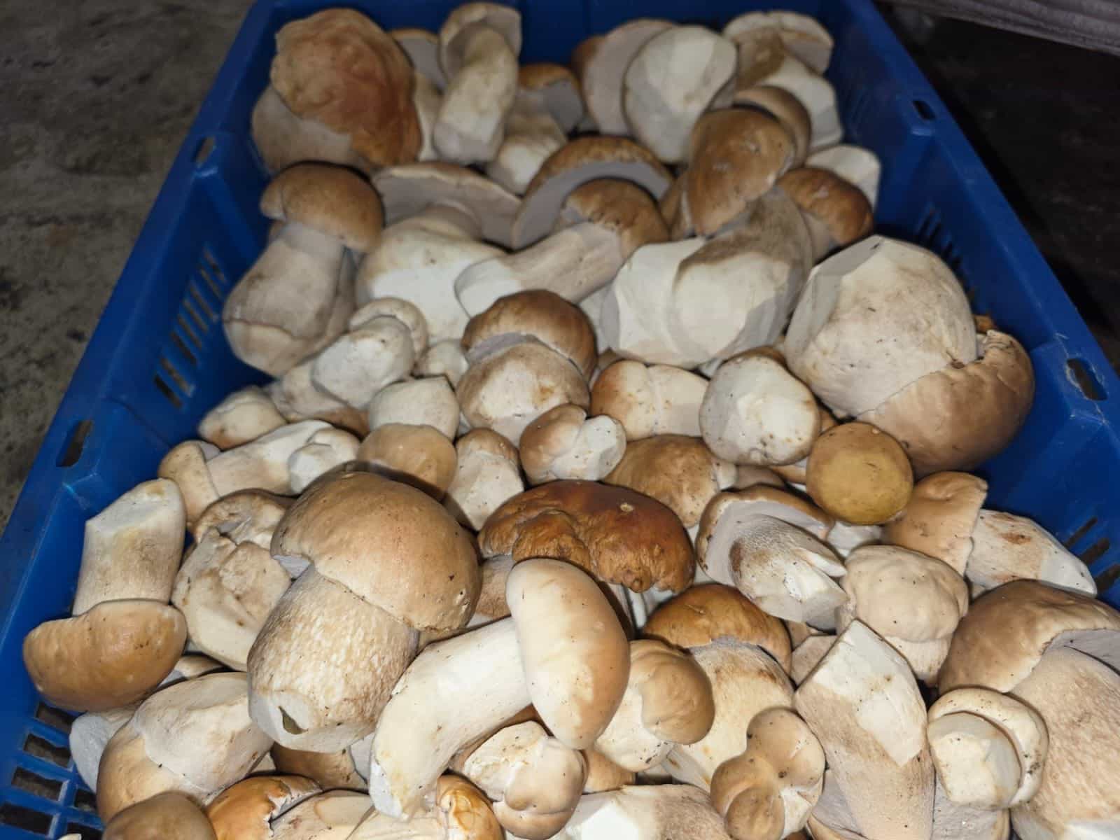 Product thumbnail #2