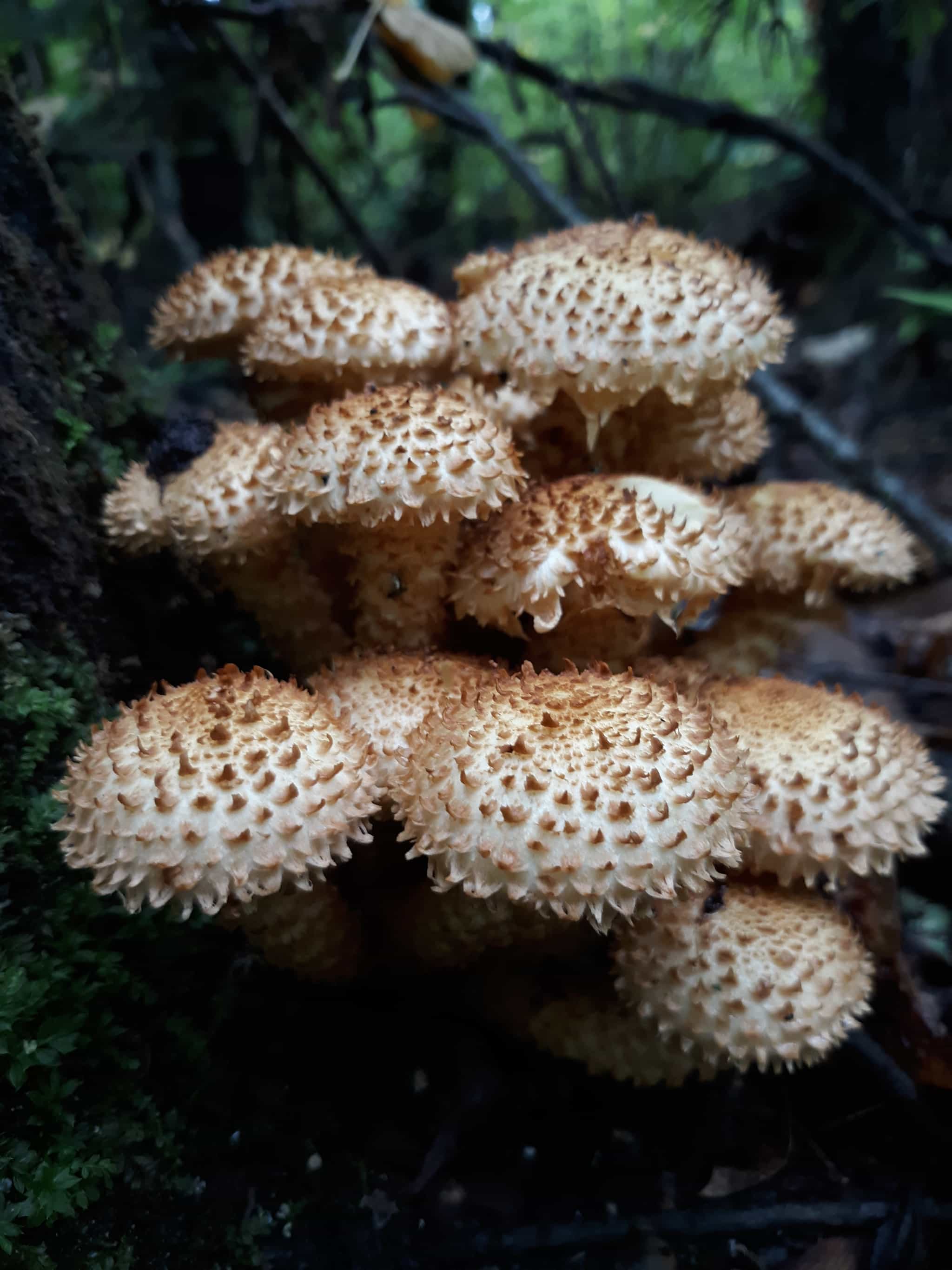 Product thumbnail #1