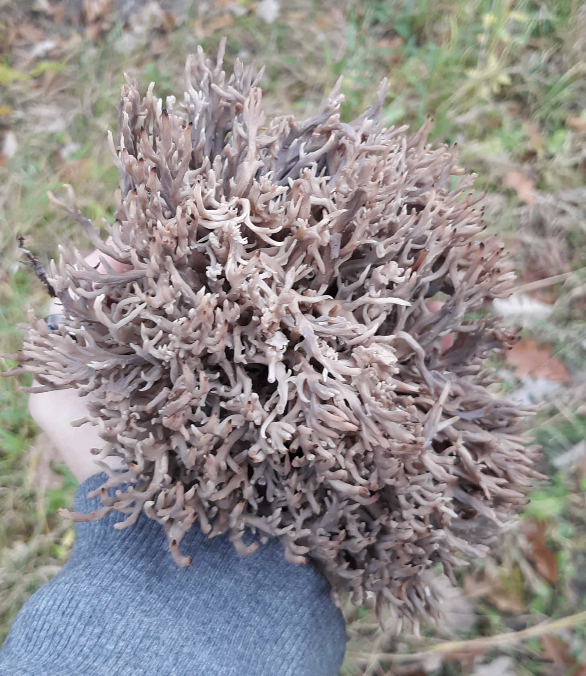 Product thumbnail #2