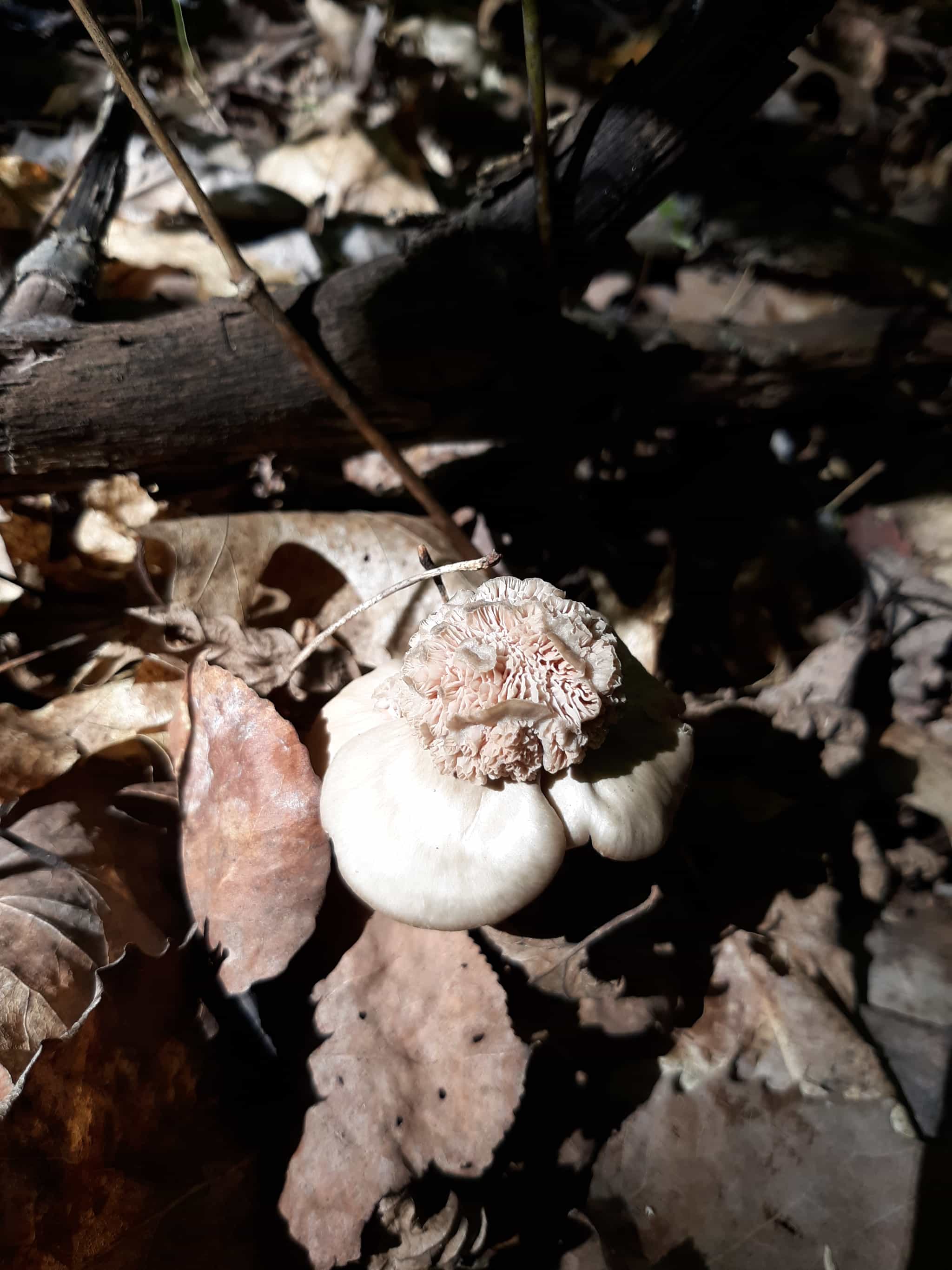 Product thumbnail #4