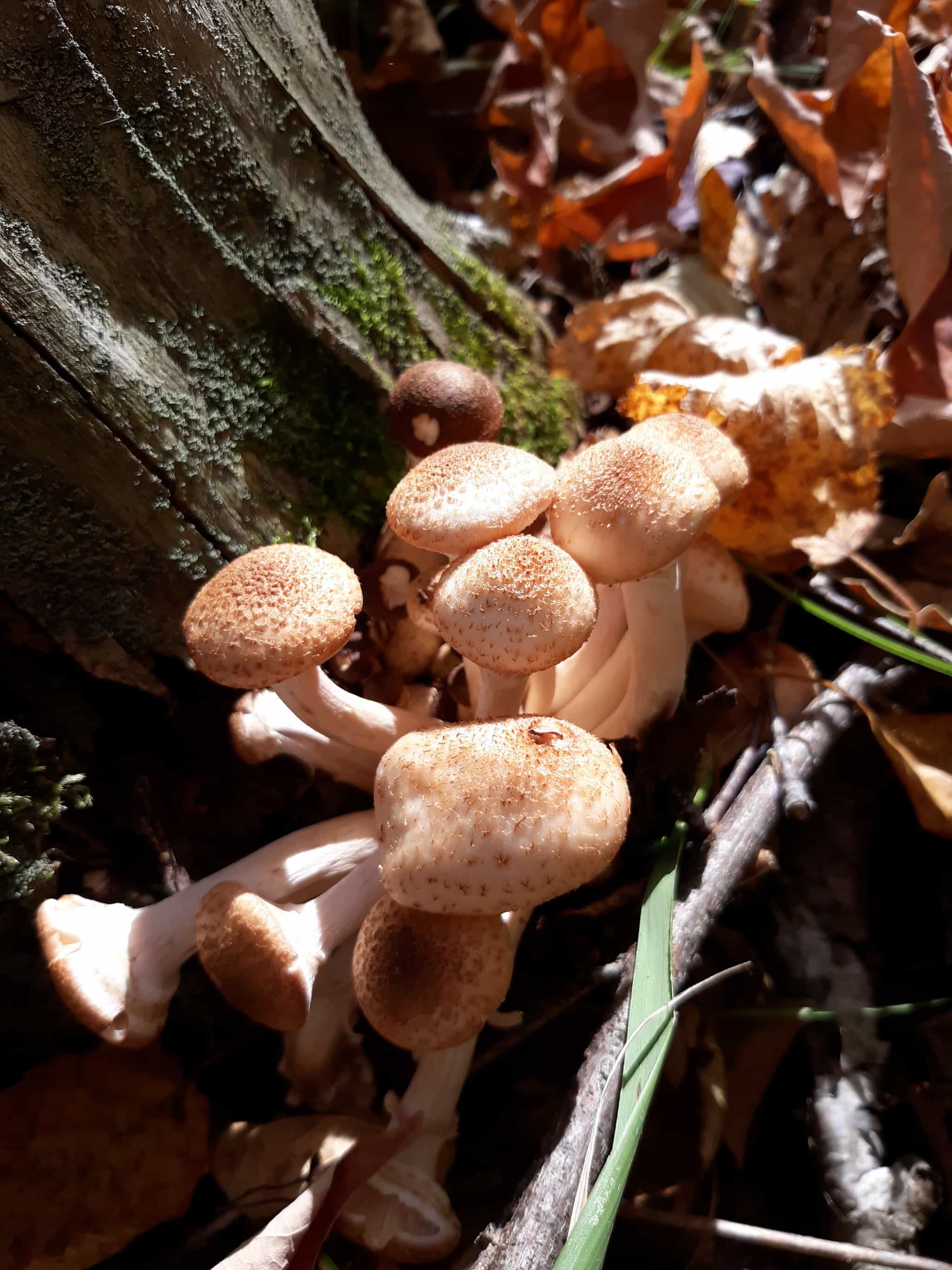 Product thumbnail #5