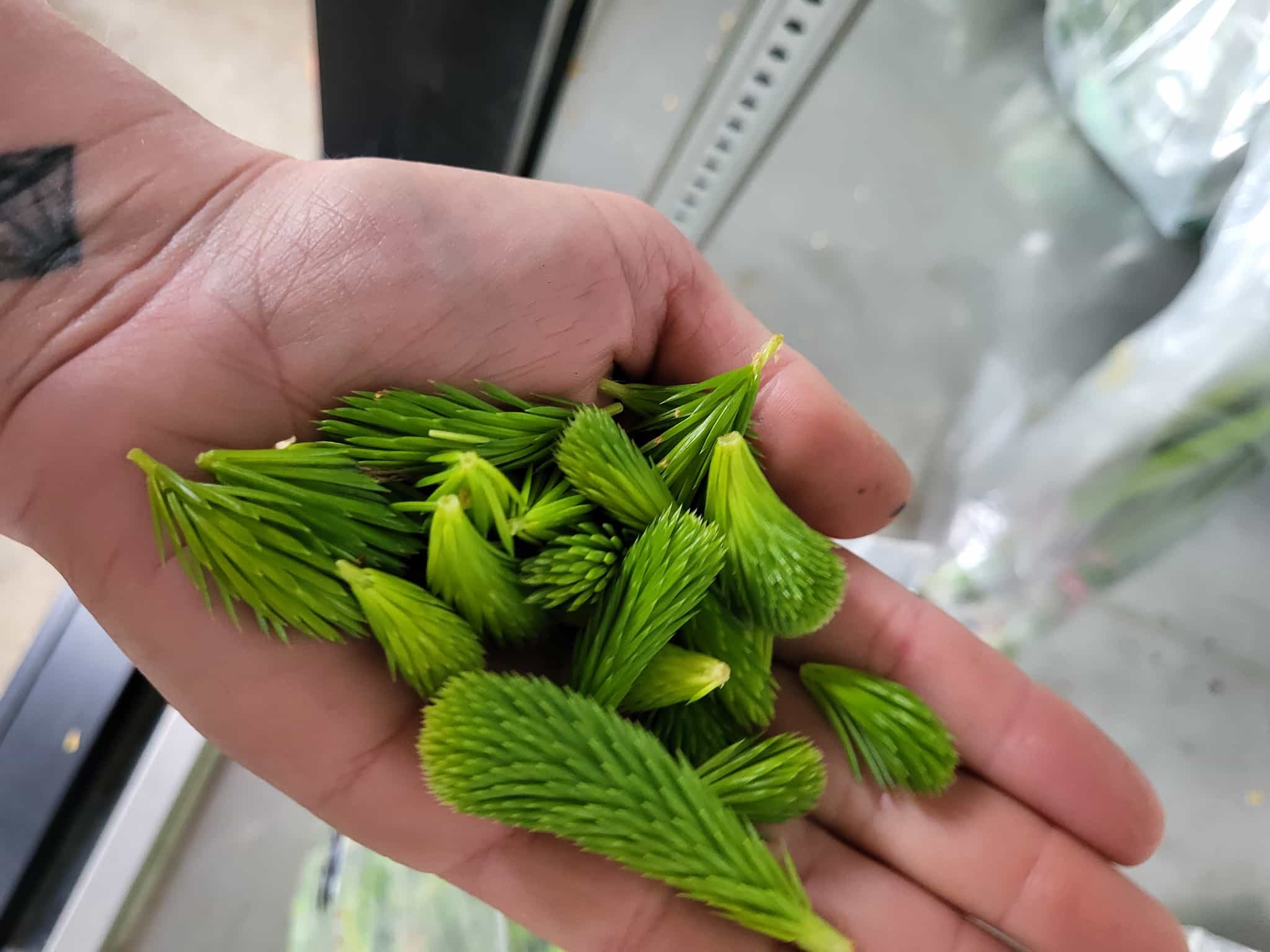 Fresh Sitka Spruce Tips