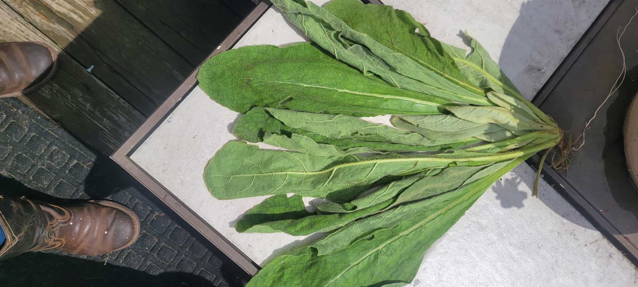 Great mullein
