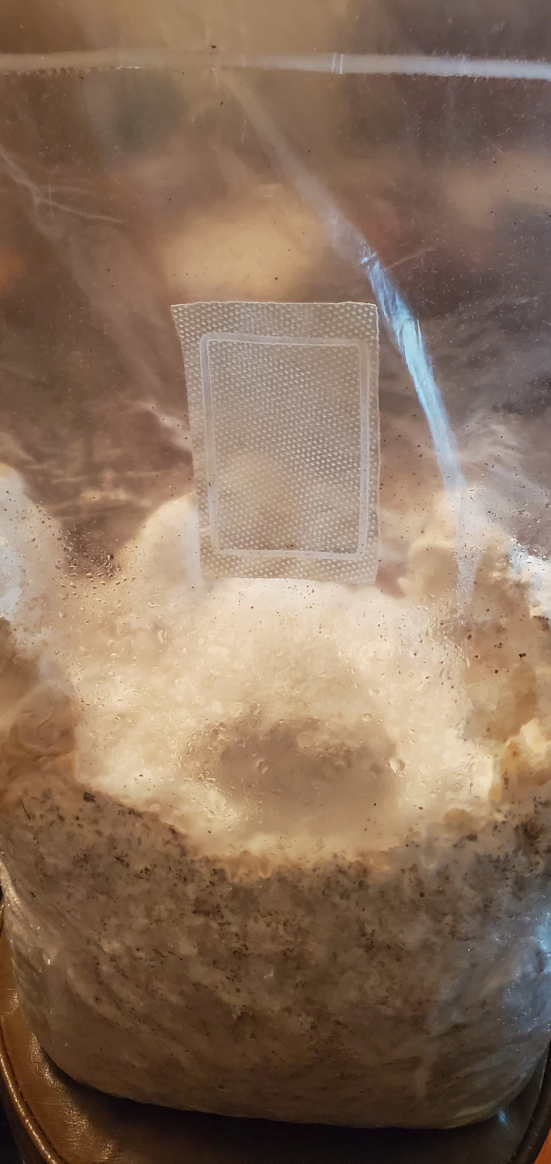 Lions mane grow your own 10lb megaspawn block ready to fruit!