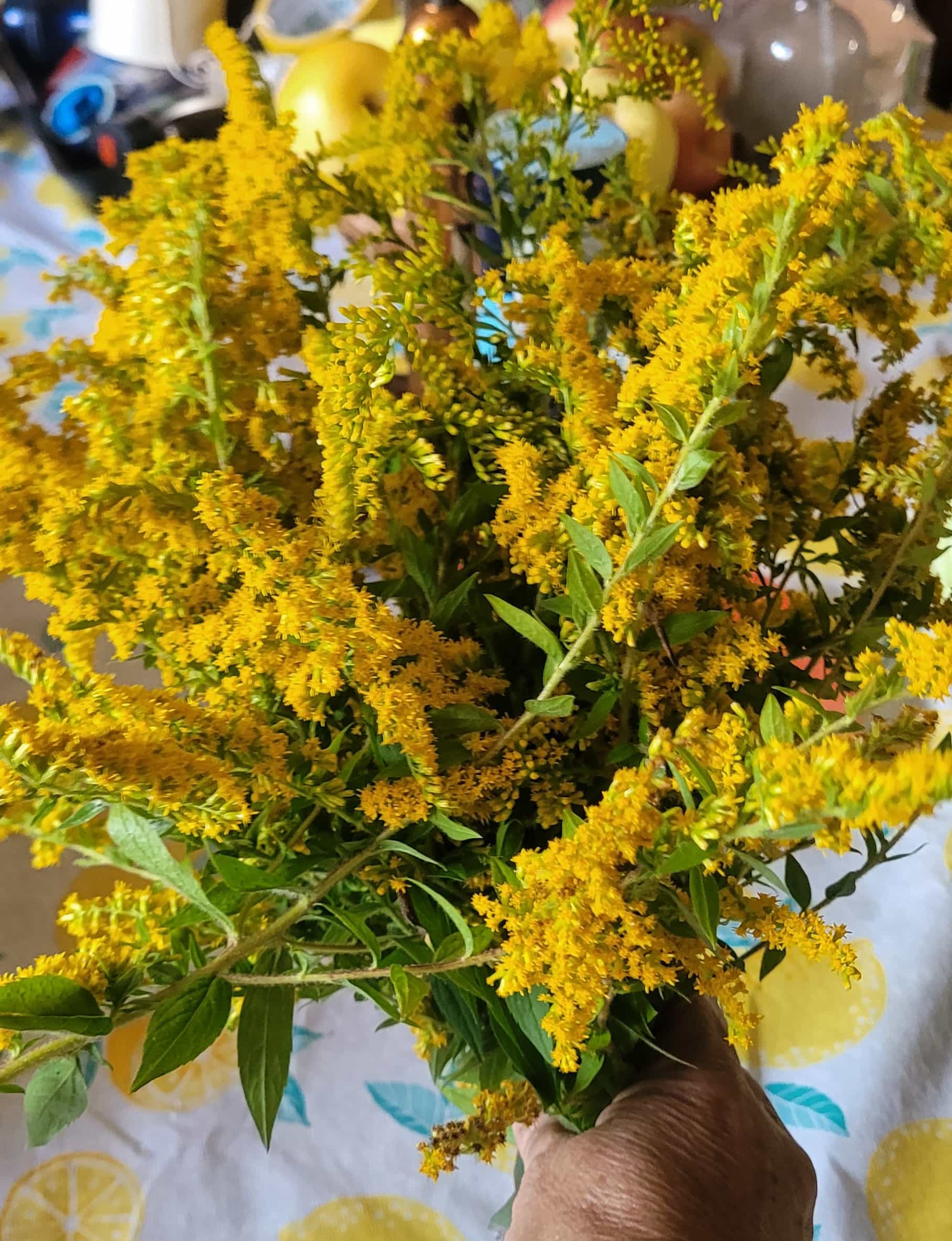 Goldenrod