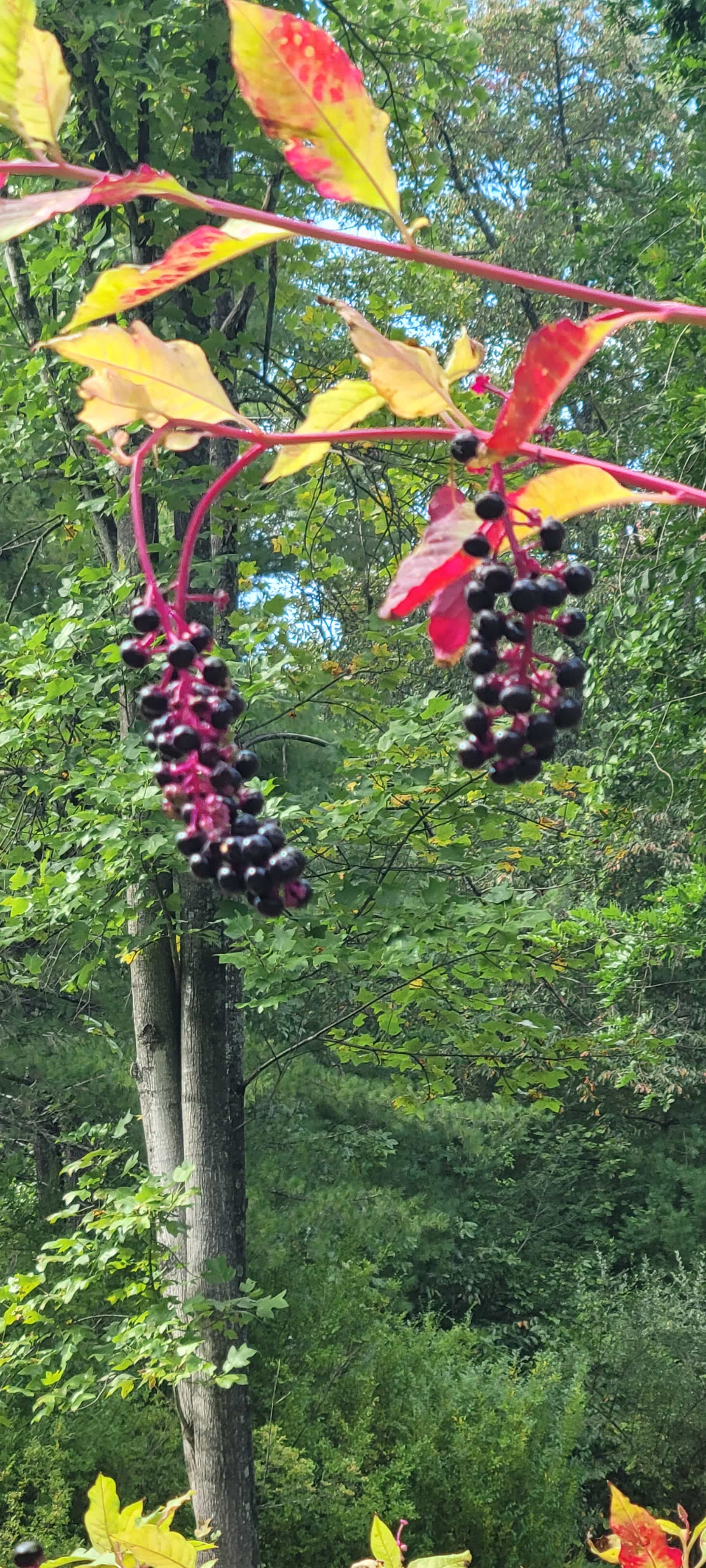 Pokeweed