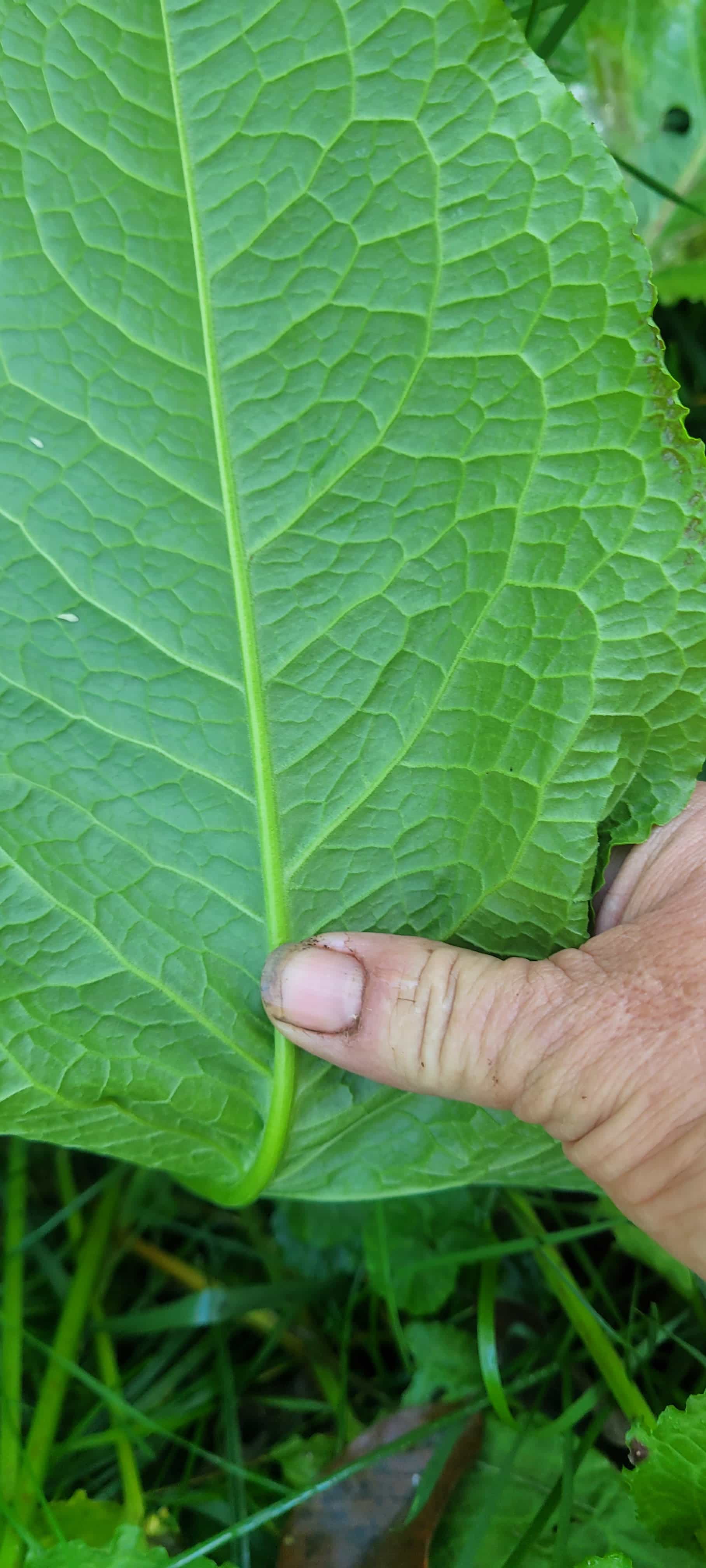 Bitterdock root