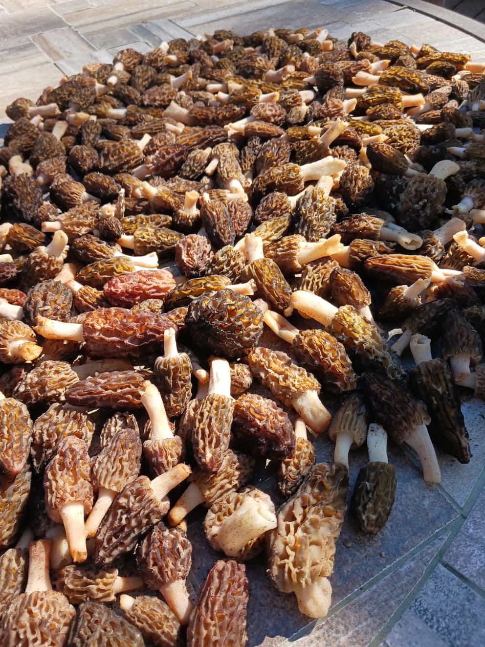 Dried Minnesota Black Morels Foraged