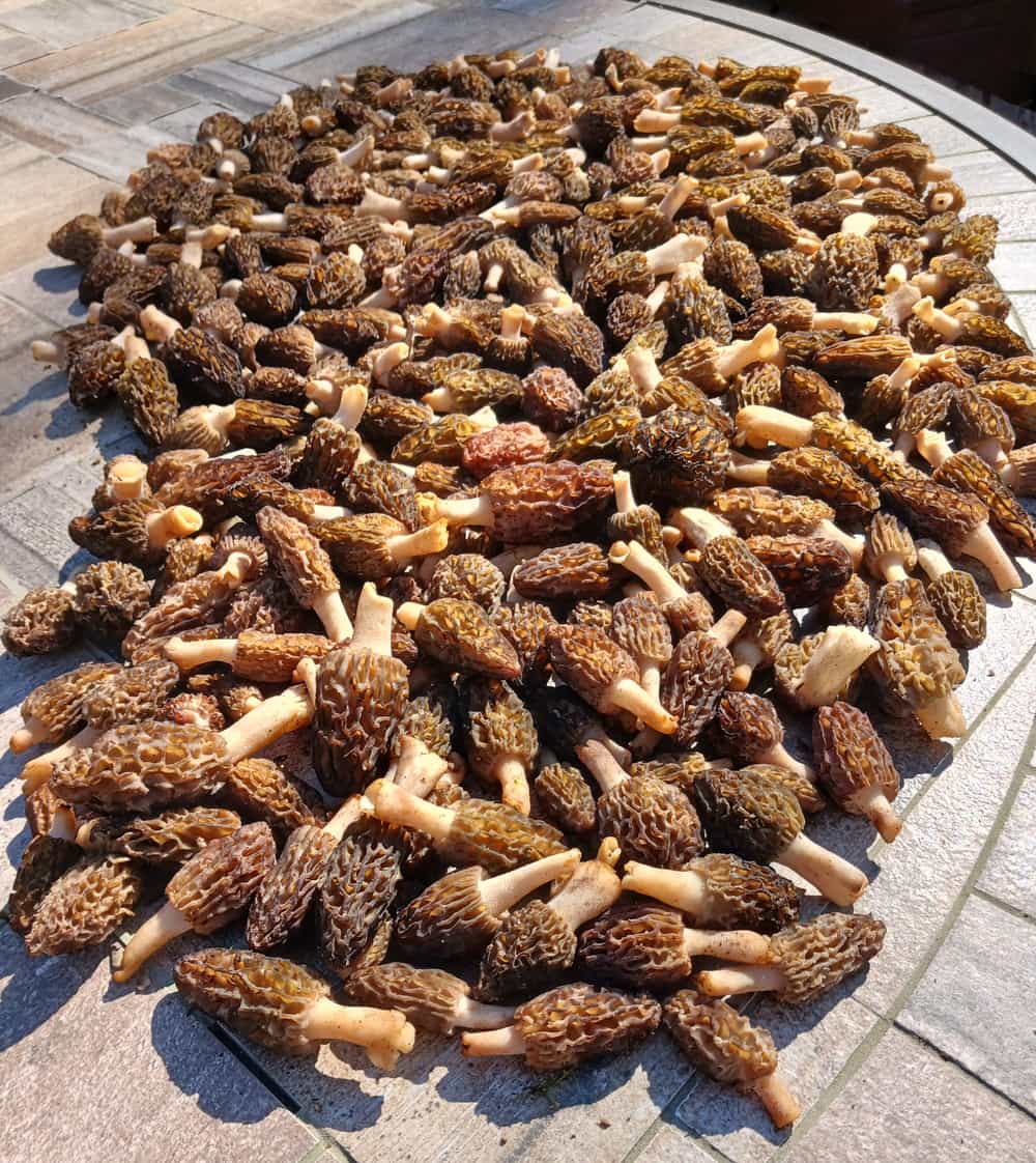 Dried Minnesota Black Morels Foraged