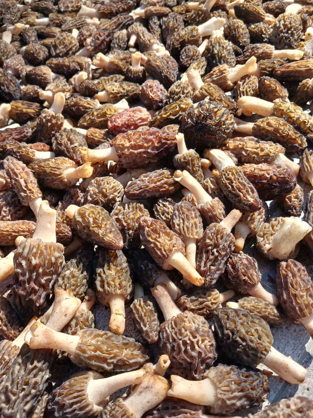 Dried Minnesota Black Morels Foraged