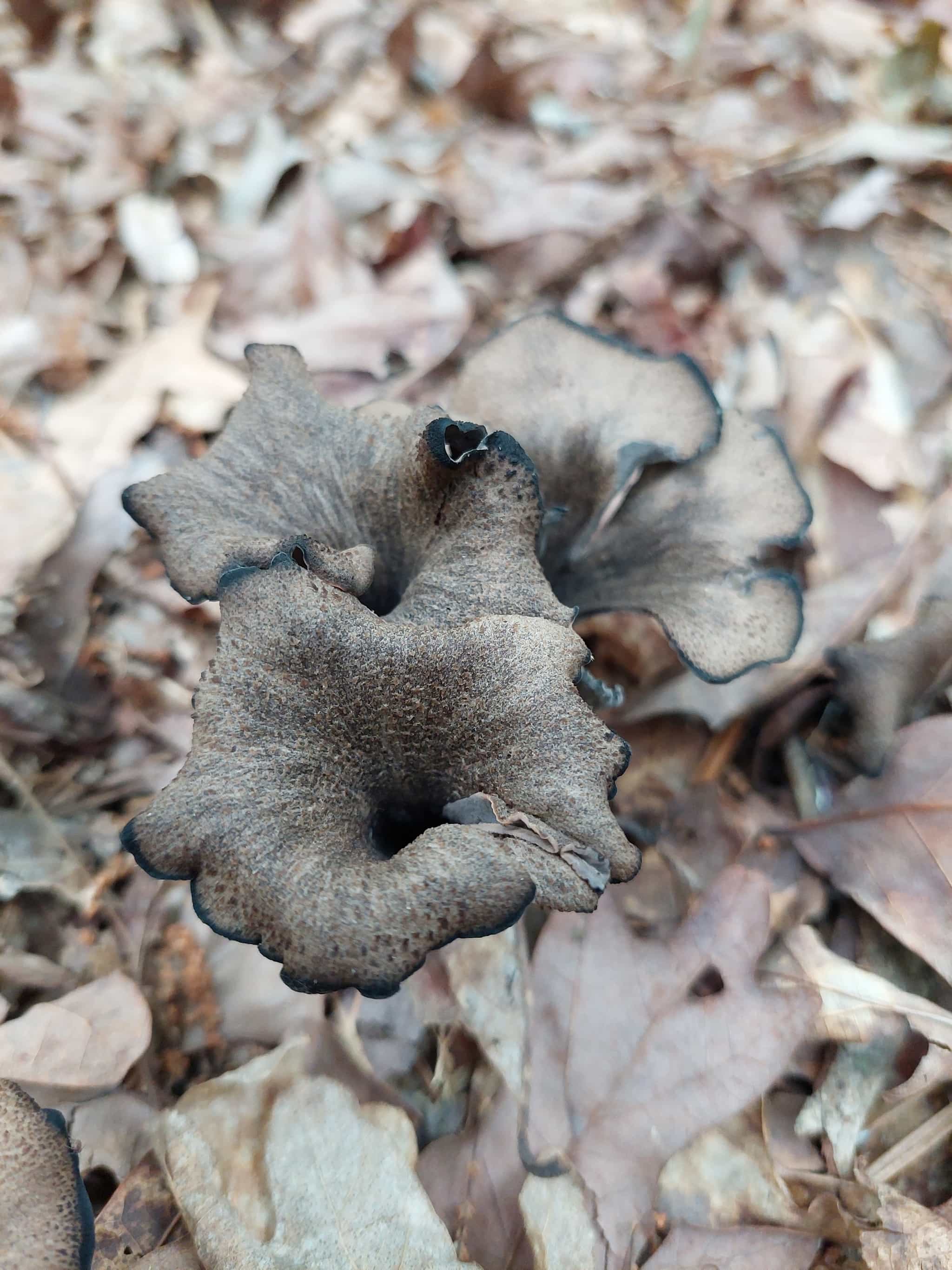 Product thumbnail #2