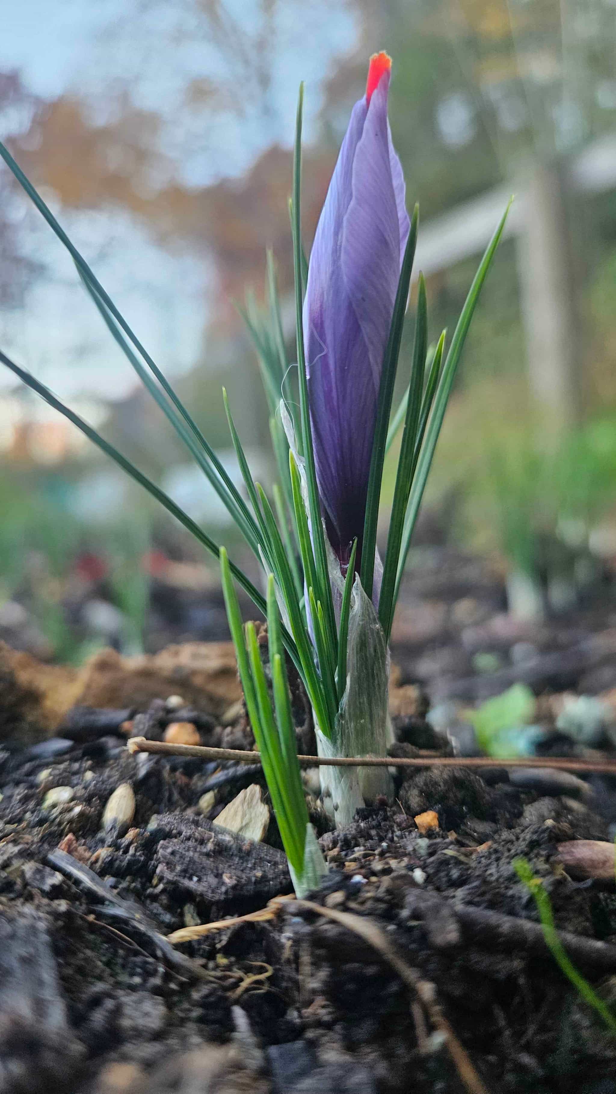 Product thumbnail #2