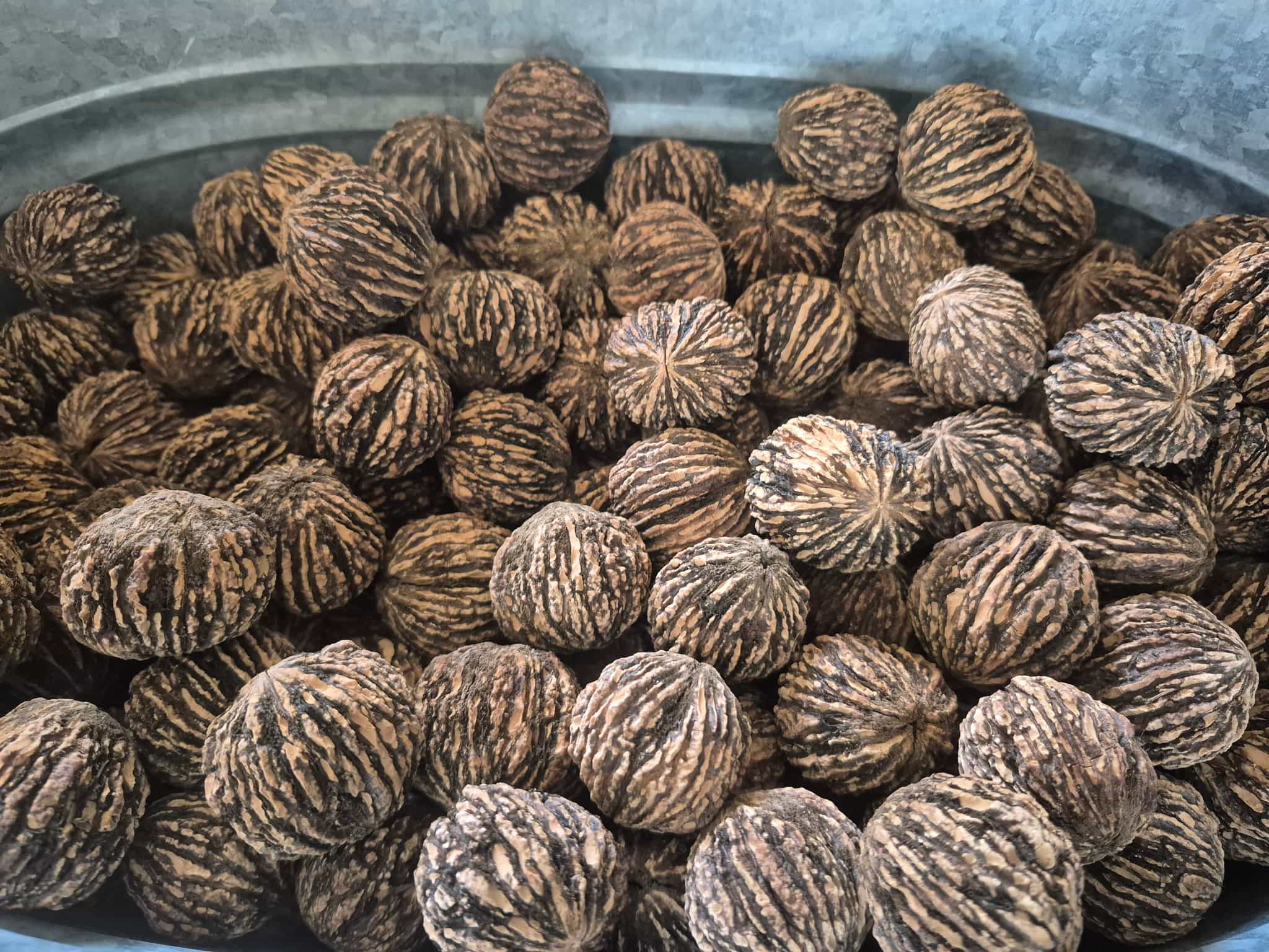 Roasted Black Walnuts (In Shell)