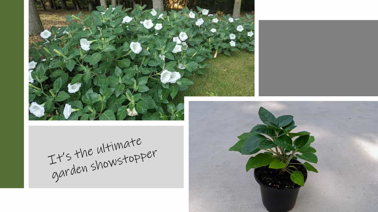 Product image #3